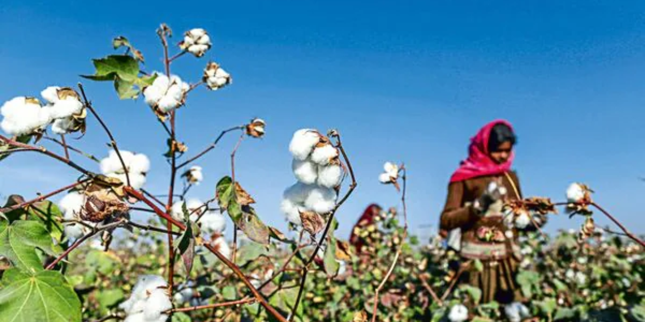 India Upgrades Cotton Testing Labs to Support Textile Industry Growth