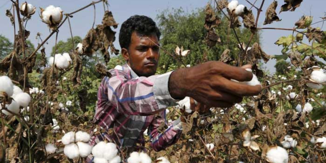 Bangladesh Targets 1.9 Million Cotton Bales by 2050