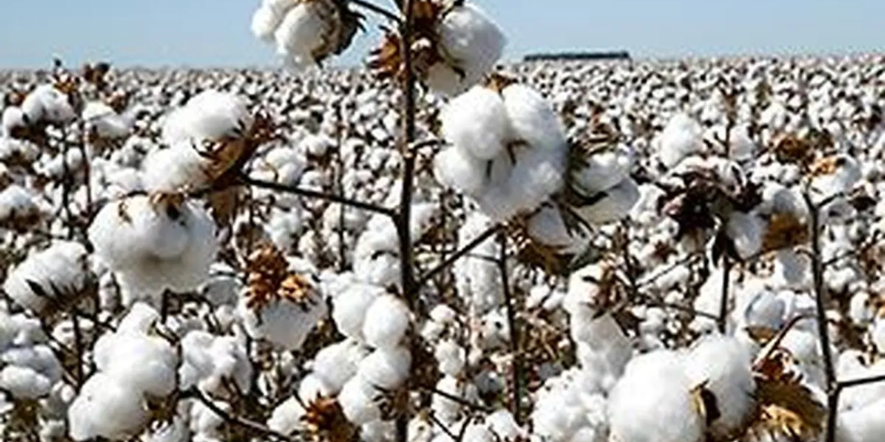 Indian Cotton Arrivals Rise as Buyers Turn Cautious