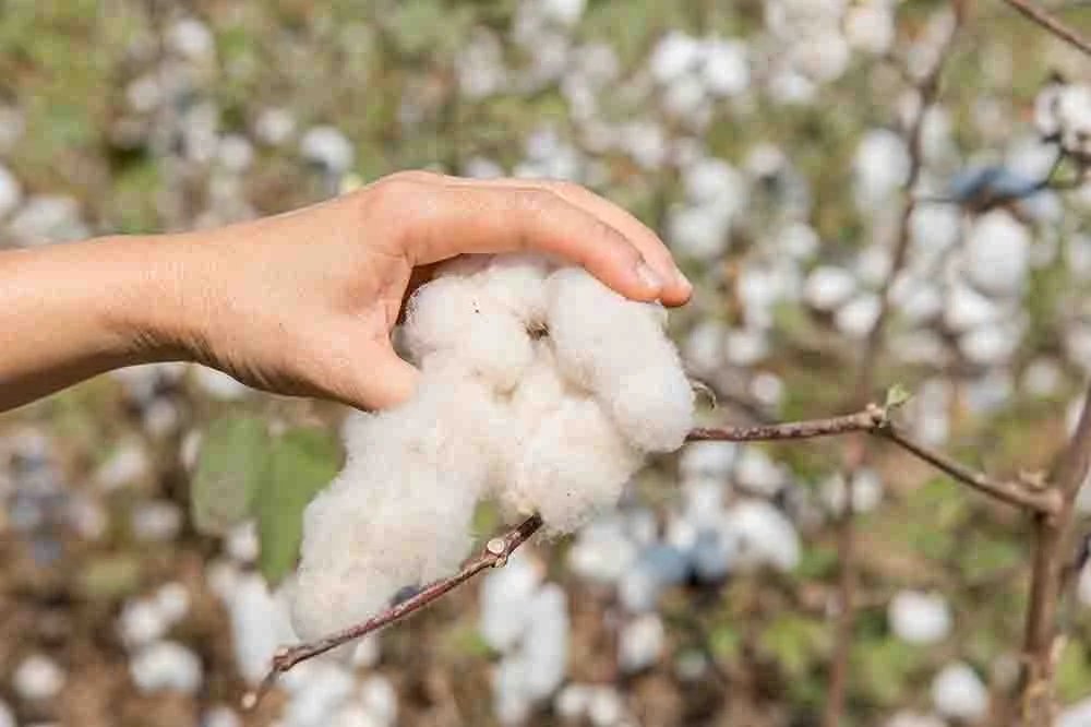 Organic Cotton