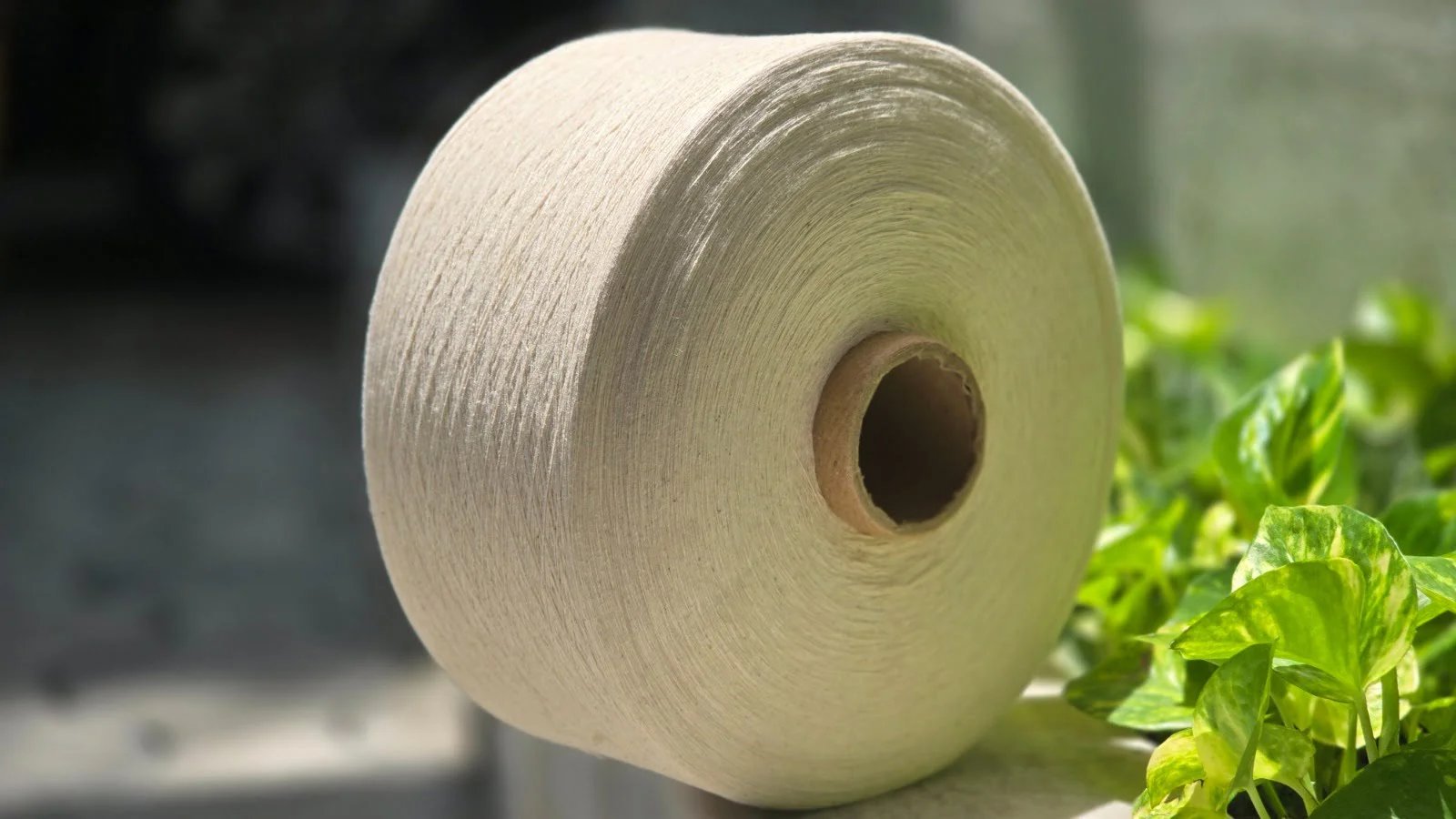 Cotton Yarn