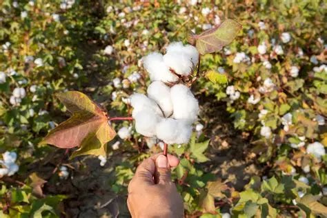 Organic Cotton
